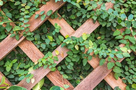 how to fix trellis to fence with concrete posts|How To Attach Trellis To A Wall Or Fence .